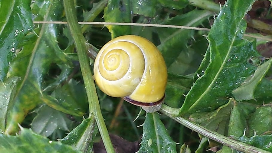 snail, nature, green, shell, slowly, plant, plant part, leaf HD wallpaper
