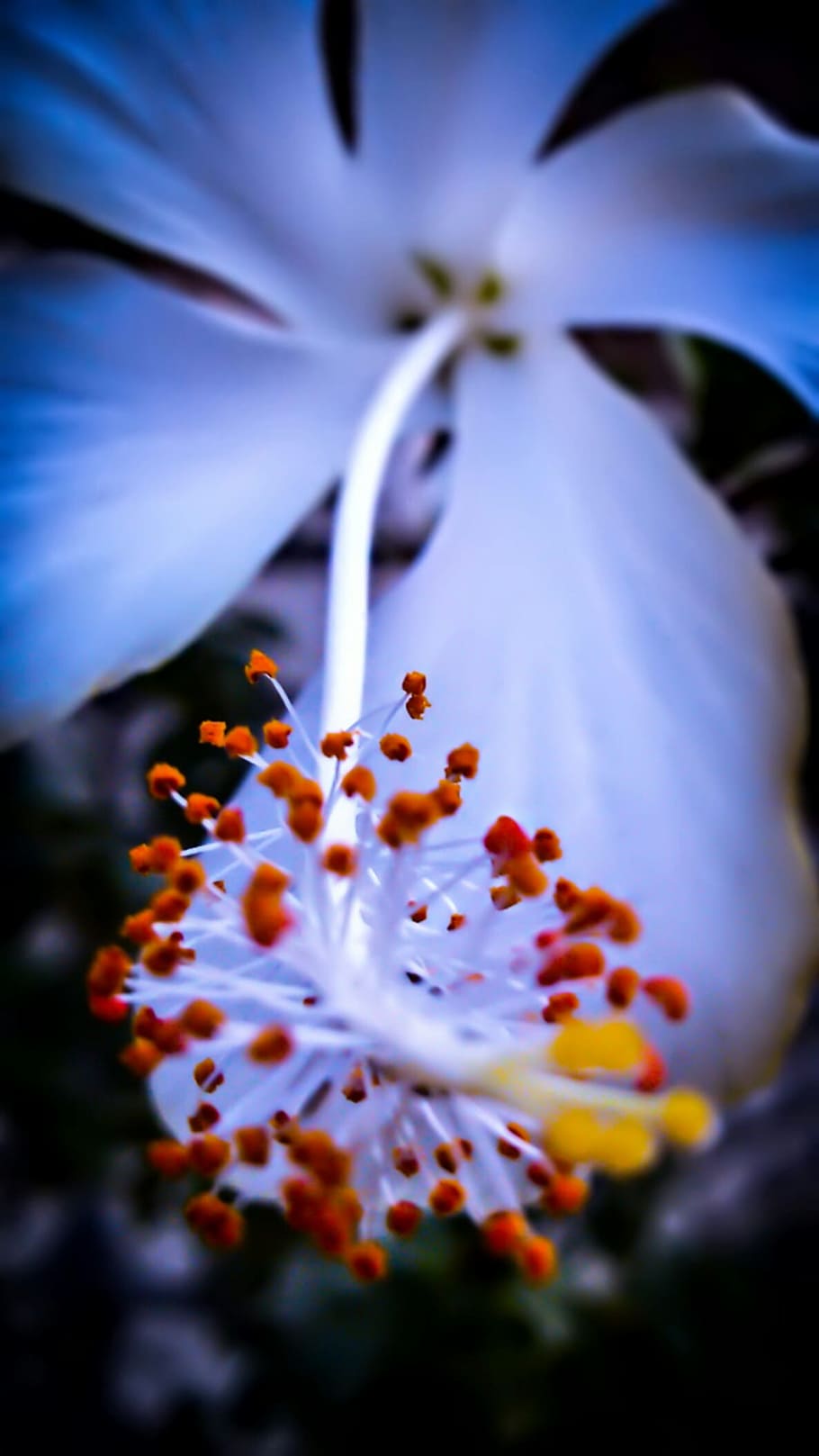 HD wallpaper: White Hibiscus Flower in Macro Shot Photography ...