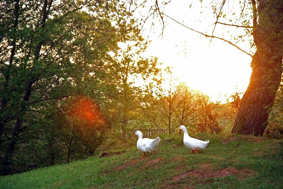 dawn, sun, field, light, ducks, nature, bird, animal themes HD wallpaper