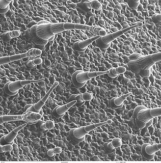Epidermis, Leaf, Electron Microscopy, electron micrograph, science HD wallpaper