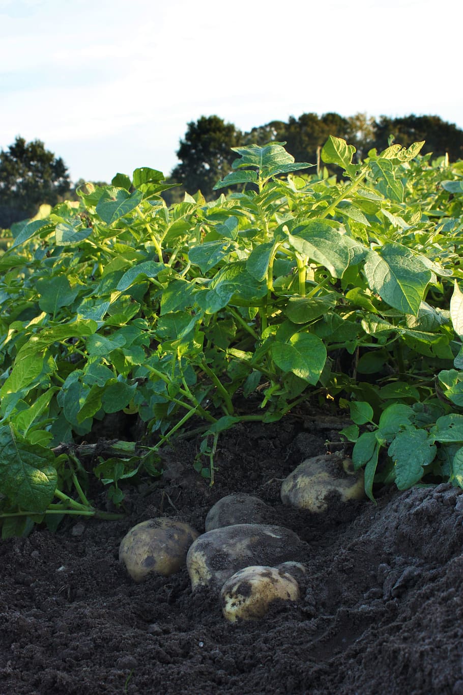 Potato field 1080P, 2K, 4K, 5K HD wallpapers free download | Wallpaper Flare