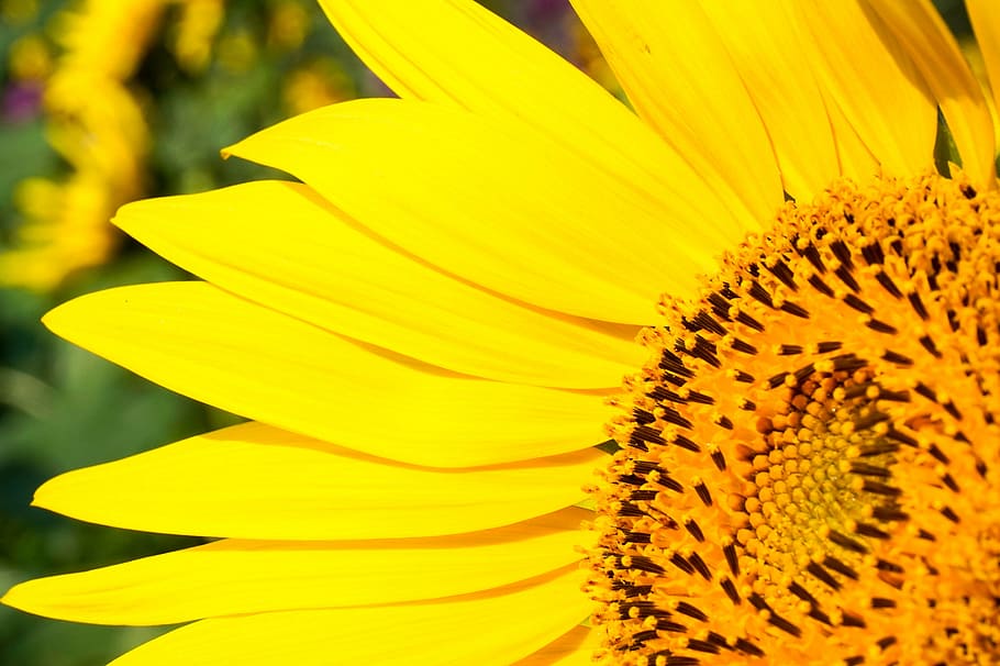 sunflower, yellow, pretty, petal, close-up, flower head, plant HD wallpaper