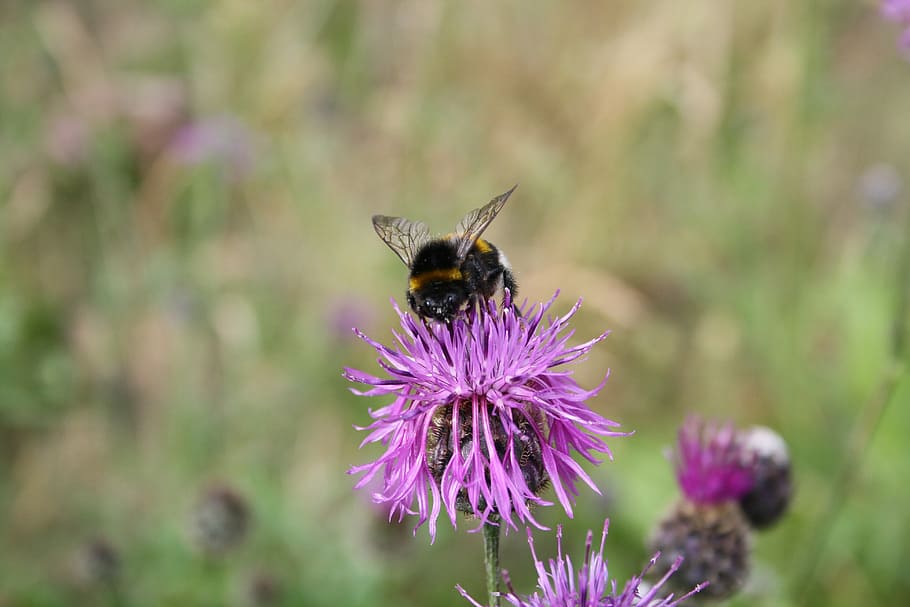 Hummel, Flowers, Insect, Close, Plant, nature, pollen, pollination HD wallpaper
