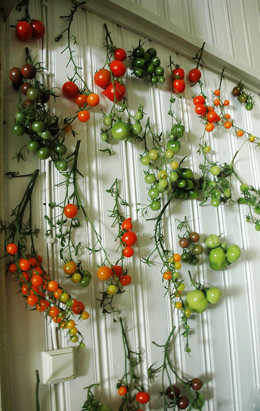 tomato, tomatoes, wall, red, green, harvest, food, fresh, food and drink HD wallpaper