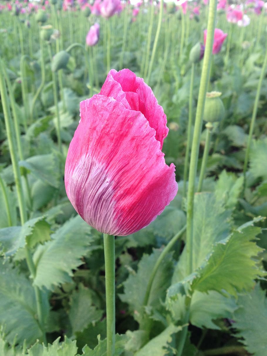 poppy, field, rose, plant, flowering plant, beauty in nature HD wallpaper