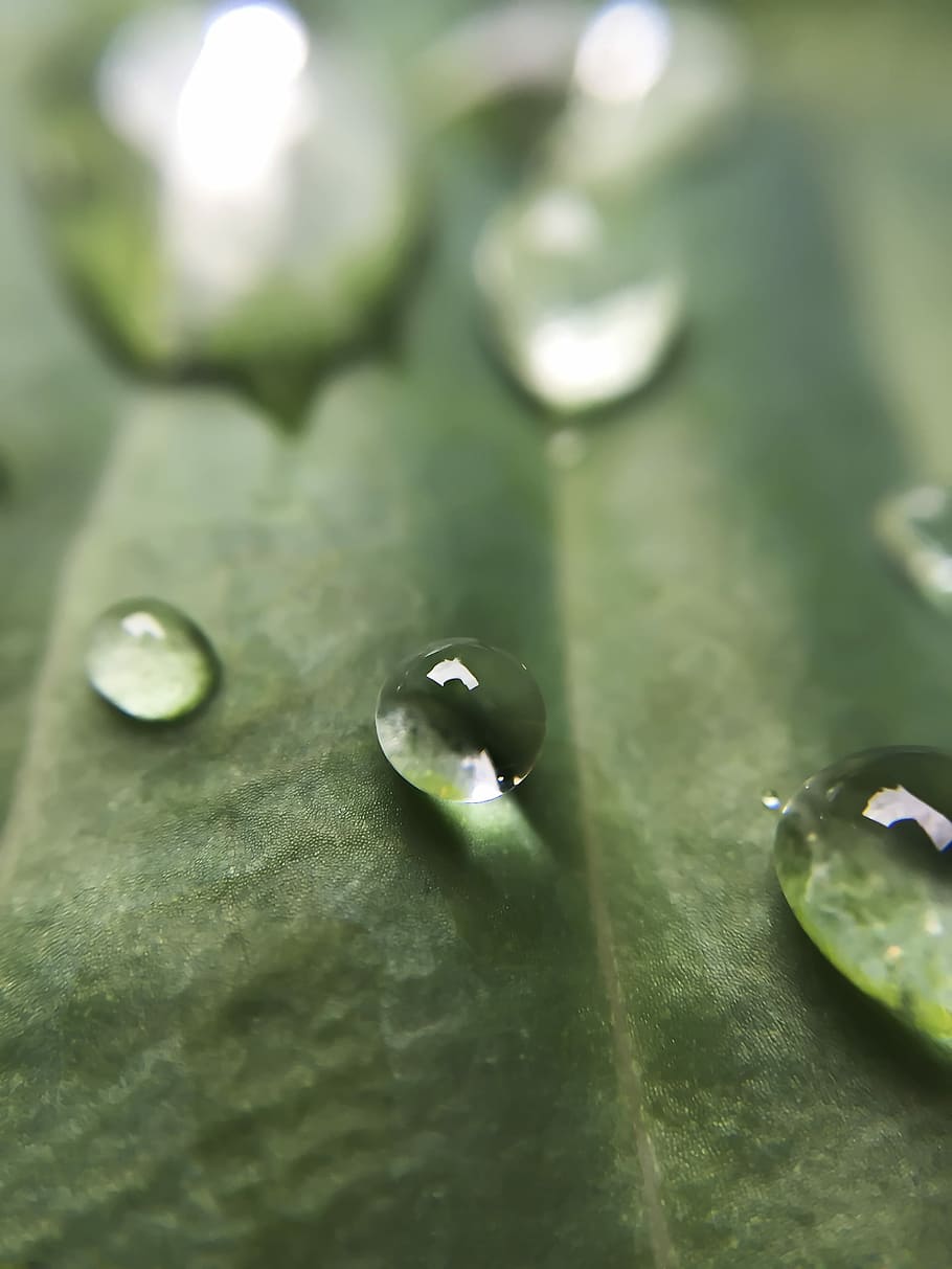 Drops, macro photograph of water dew, droplet, raindrop, dewdrop HD wallpaper