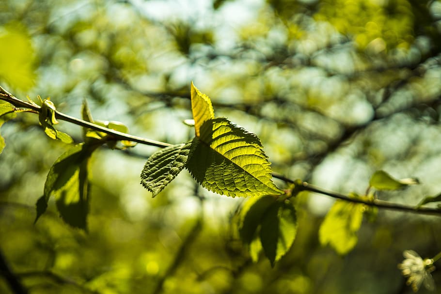 Beech, Leaf, Leaves, Green, Green, Spring, plant, branch, tree HD wallpaper