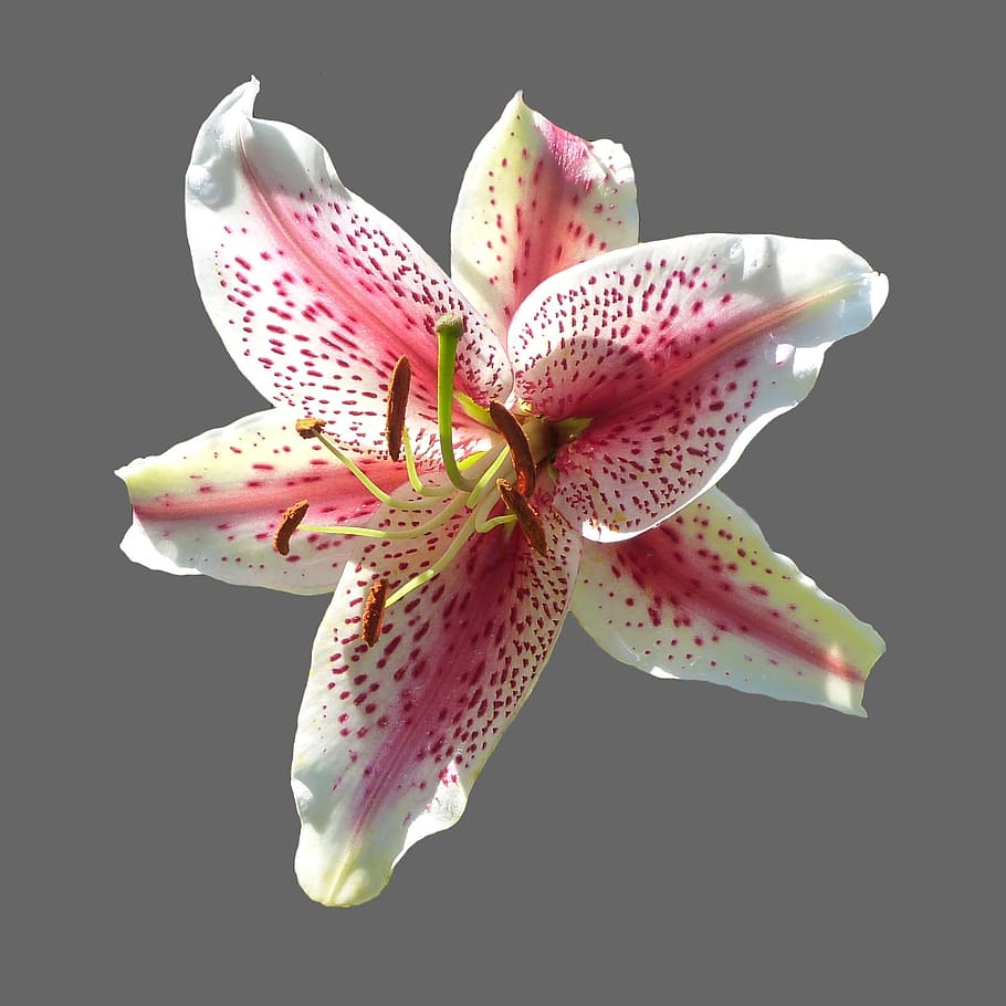 Lily, Blossom, Bloom, White, pink, flower, garden, lilium, tiger lily, HD wallpaper