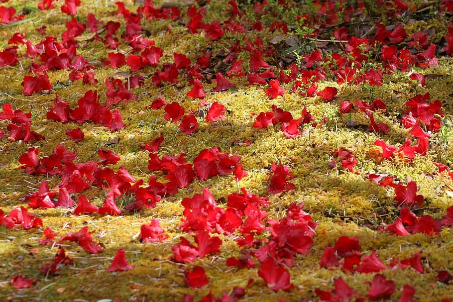 Red rhododendron 1080P, 2K, 4K, 5K HD wallpapers free download