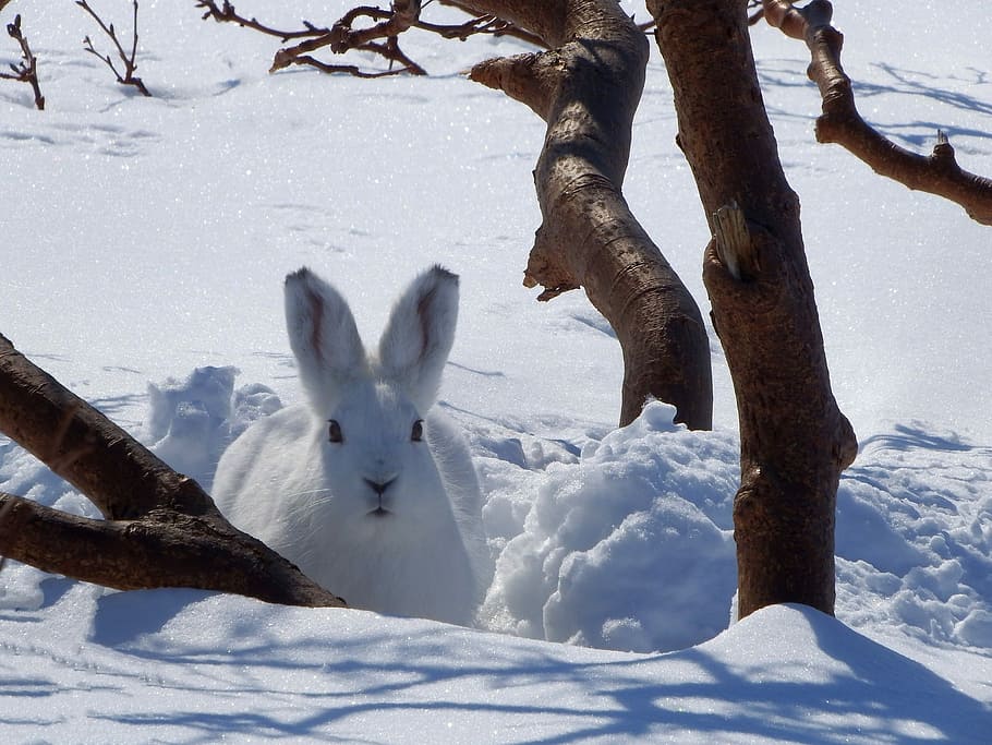 white rabbit on snowy field during daytime, Hare, Animal, Rodent