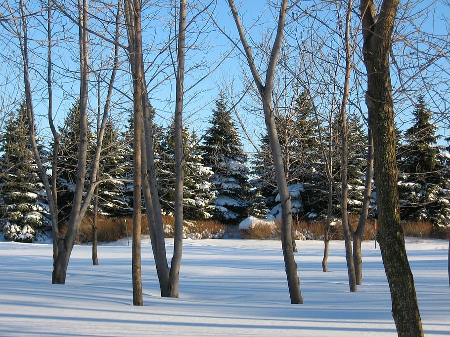 landscape, winter, snow, trees, nature, winter landscape, snowy landscape HD wallpaper