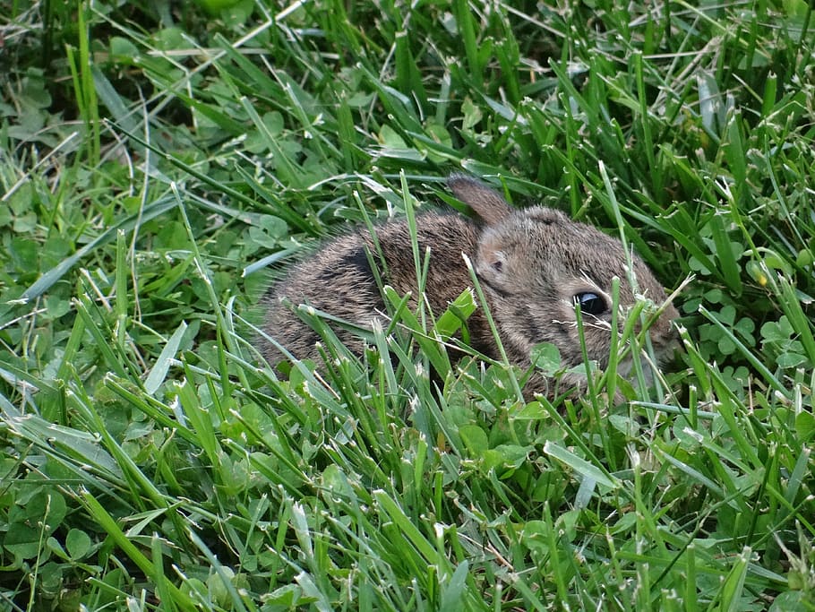 bunny, rabbit, easter, cute, fuzzy, lawn, nature, mammal, adorable HD wallpaper