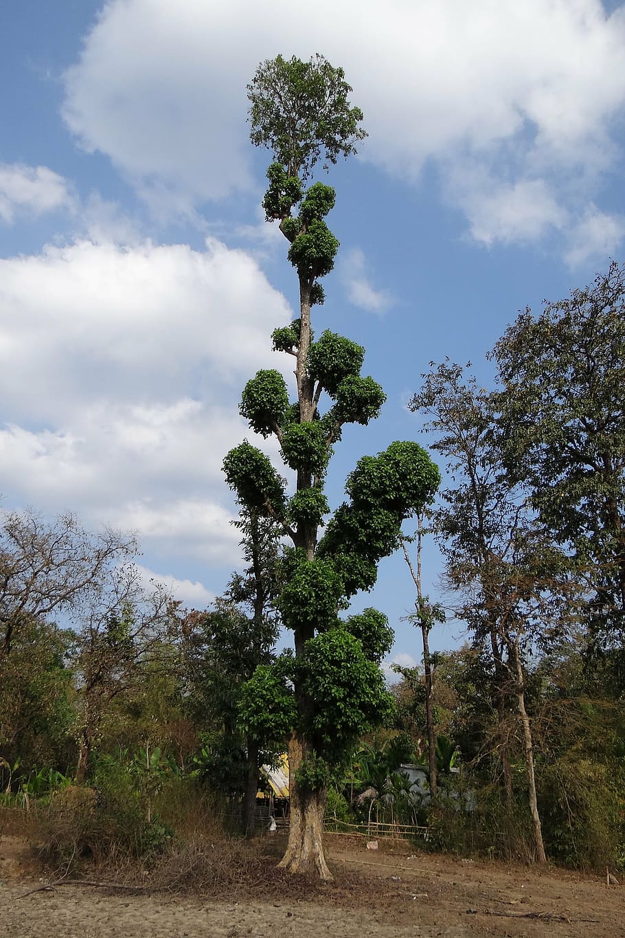 terminalia, tree, tall, forest, western ghats, india, cloud - sky HD wallpaper