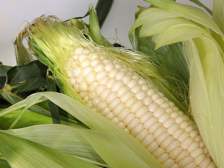 corn, cone, food, vegetable, food and drink, freshness, healthy eating HD wallpaper