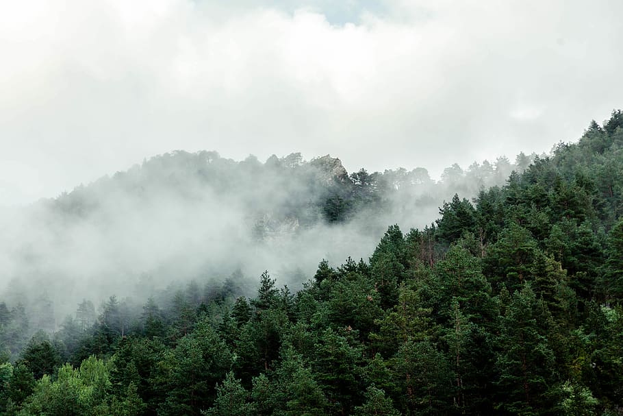 forest trees under white clouds during daytime, black, fog, gray HD wallpaper