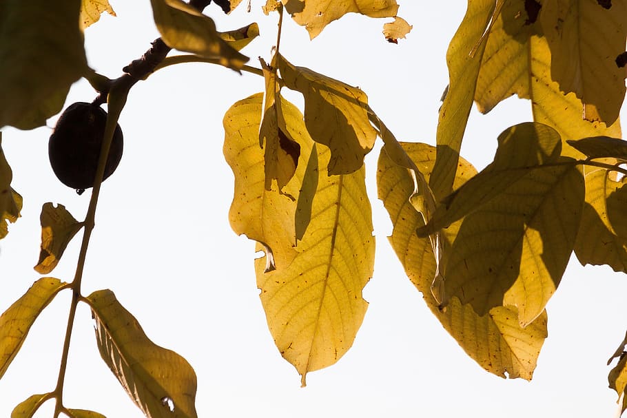 leaf, autumn, walnut tree, fall foliage, leaves, colors of autumn HD wallpaper
