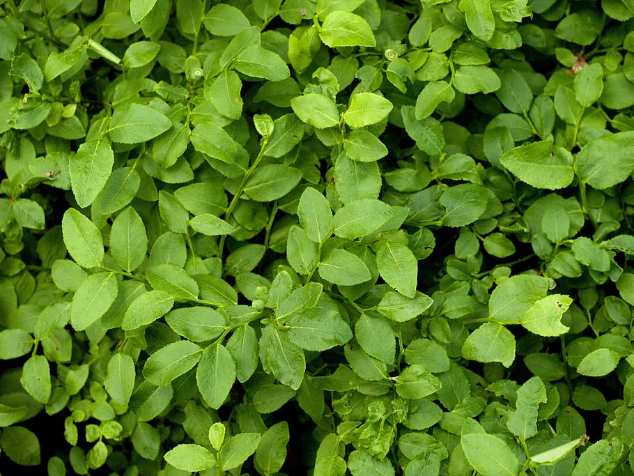 blueberry, leaves, texture, green color, full frame, plant part HD wallpaper