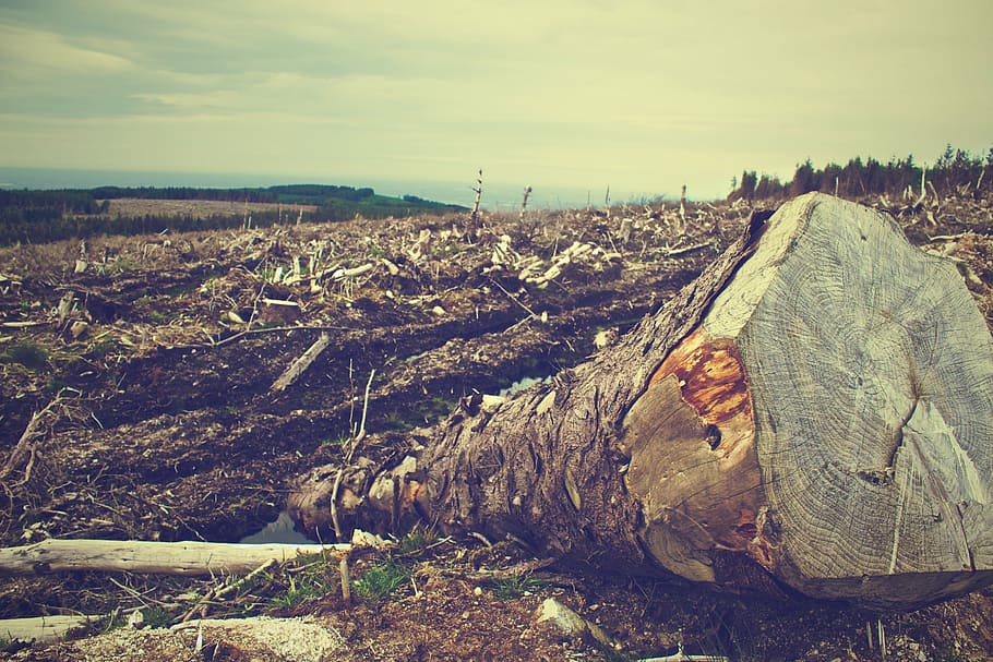 close up photo of wood log, tree, logs, deforestation, trees HD wallpaper