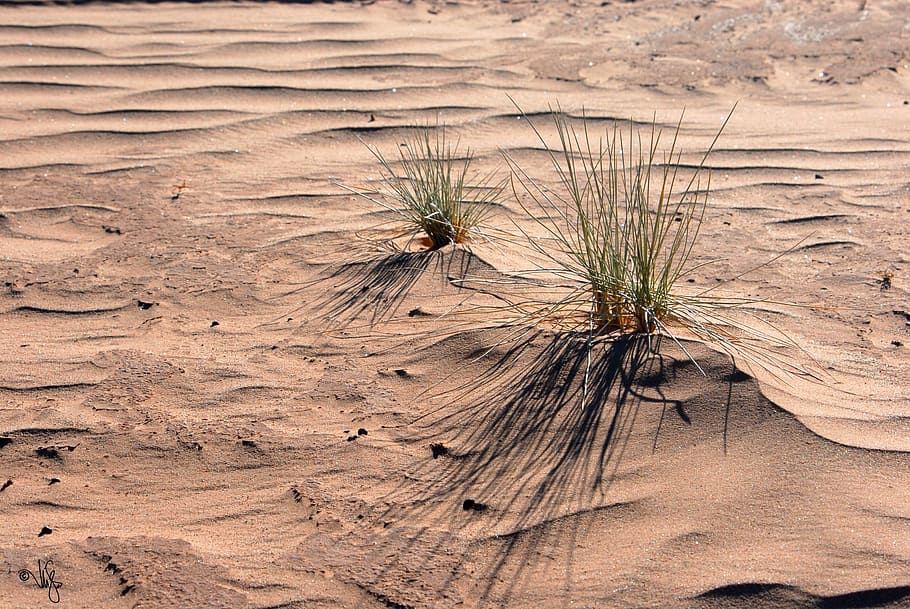 Camelgrass on sand dunes in Bolivia, shallow focus photography of dessert and green leafed plants HD wallpaper