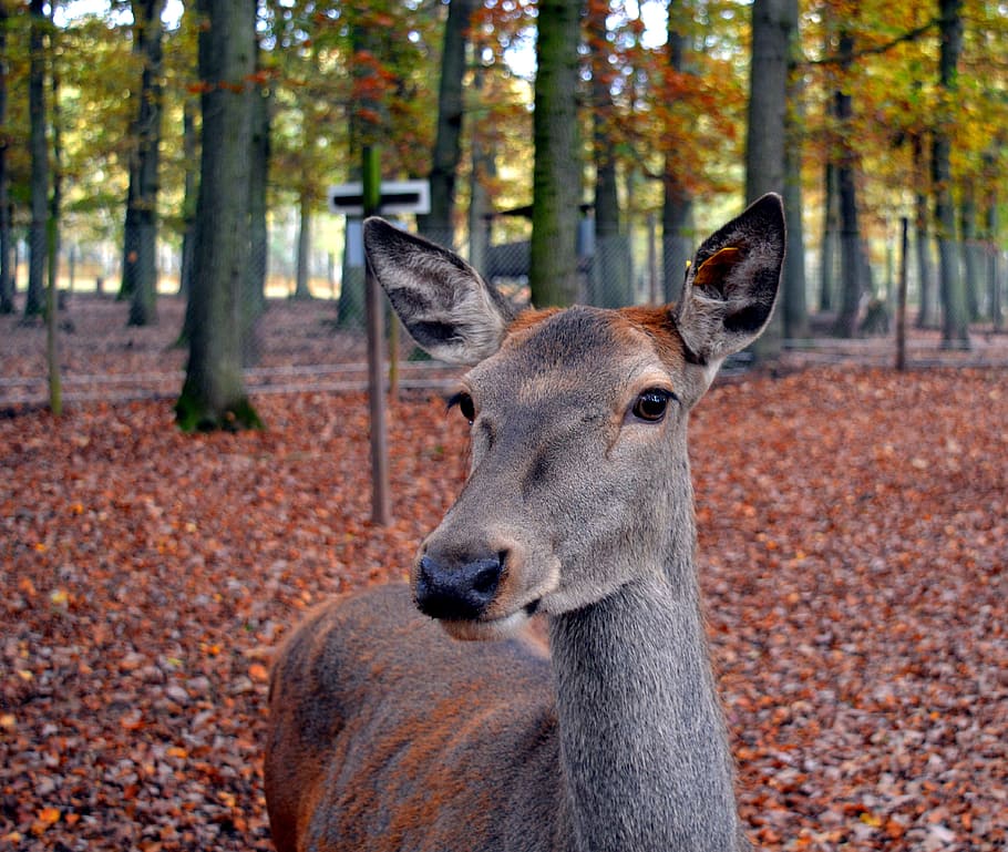 Roe Deer, Wild, Scheu, Close, Nature, forest, female, fallow deer HD wallpaper