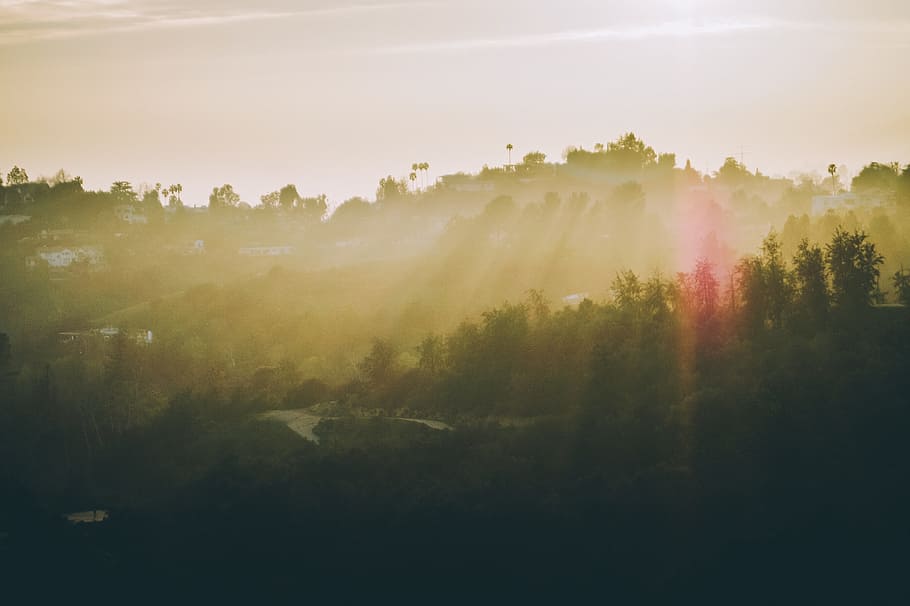sunlight, sunshine, sunrise, trees, plants, landscape, nature HD wallpaper