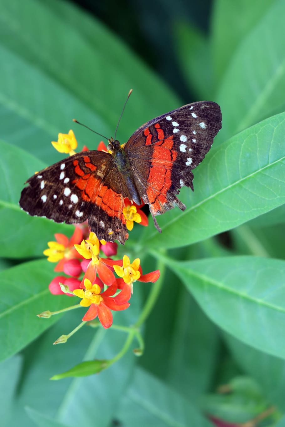 butterfly, bug, insect, nature, wing, monarch, colorful, black HD wallpaper