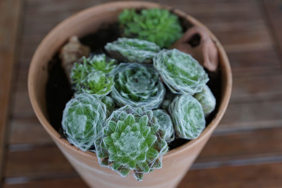 cactus, green, plant, spring, fragrance, aroma, perfume, active substance HD wallpaper