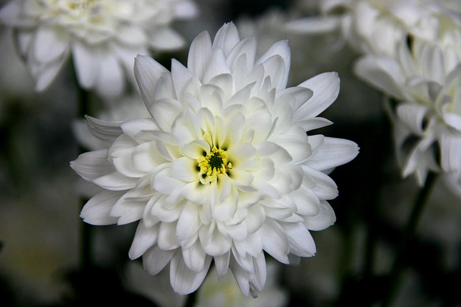 snow flower, white, power, open, blossom, green, happy, garden HD wallpaper