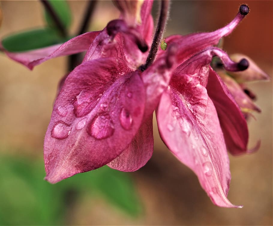 aqualigia, flower, rain, bloom, flowering plant, freshness HD wallpaper