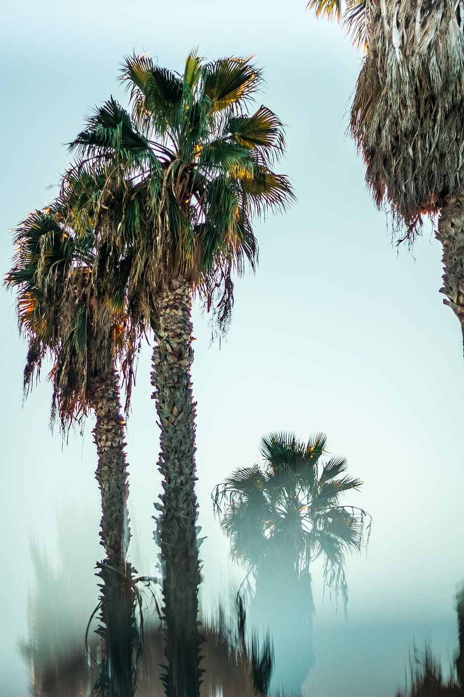 low angle photography of green palm trees under blue sky at daytime, macro photography of palm tree HD wallpaper