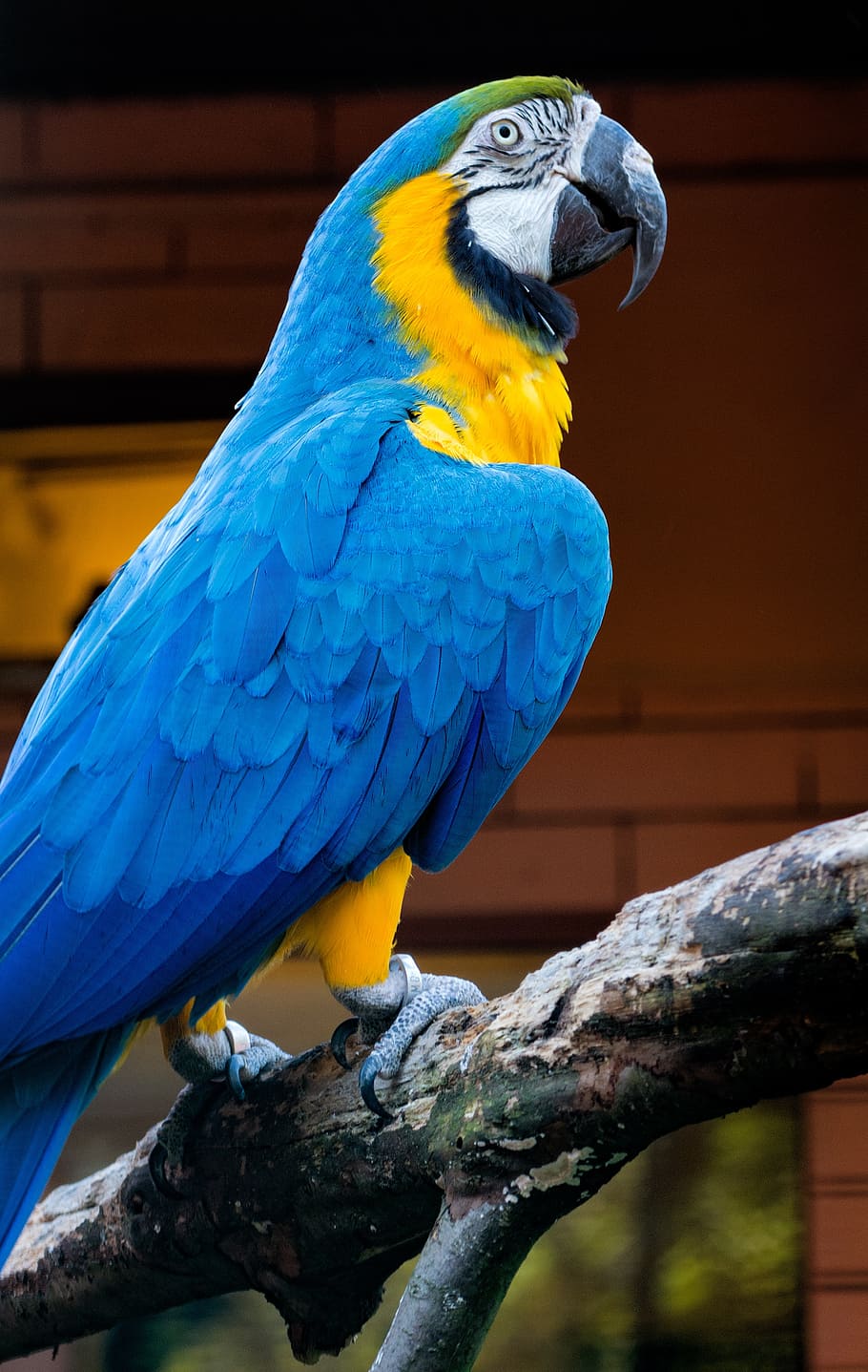 HD wallpaper: ara, bird, blue, zoo, colorful, exotic, parrot, vertebrate Wallpaper Flare