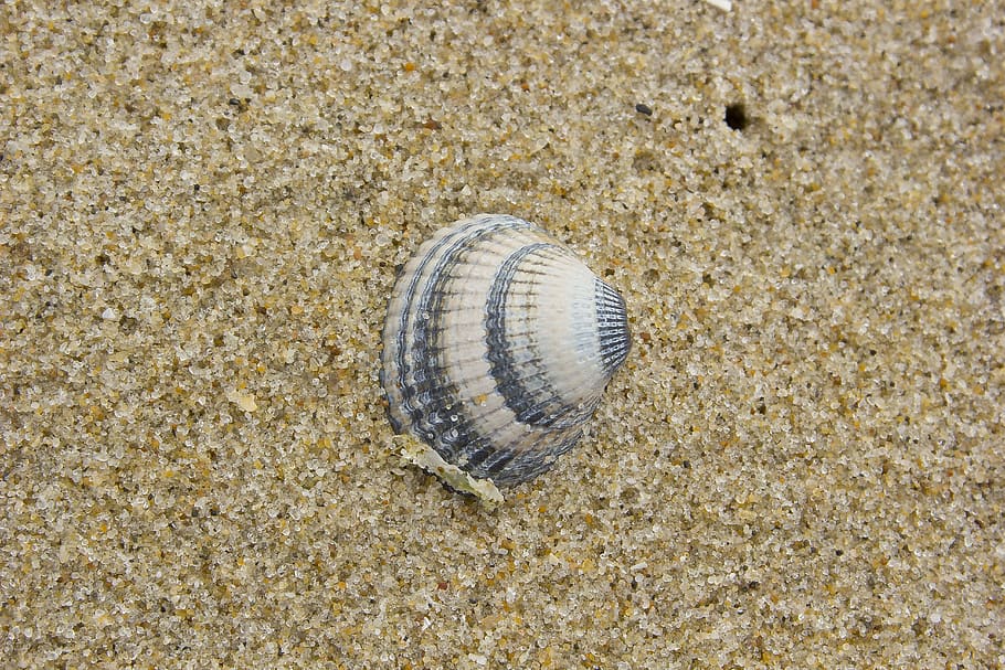 shell, beach, seashell, animal wildlife, sand, animal themes HD wallpaper