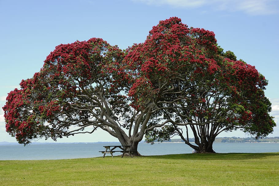 photo of red petaled flower tree near bench, blossom, bloom, red flowers, HD wallpaper