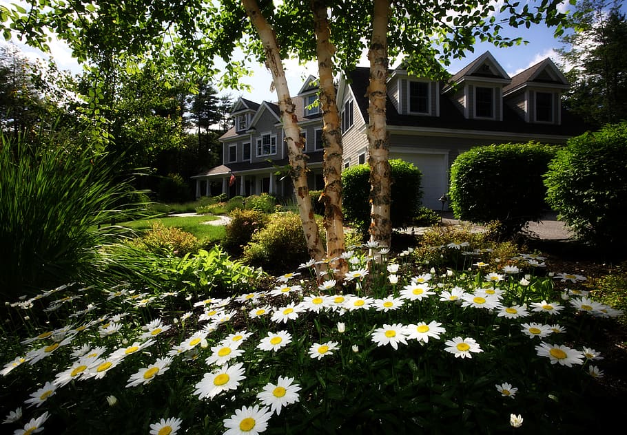 white and yellow daisies in front of gray and black wooden house during day, daisy flower bed on house garden during daytime