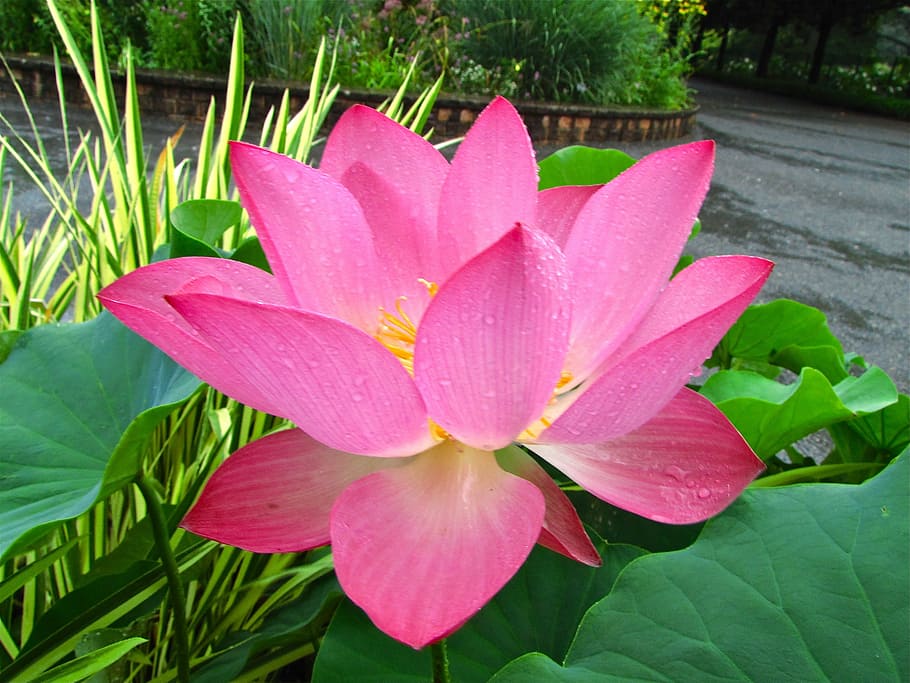 pink petaled flower, Lotus flower, original, nature, peace, pink color, HD wallpaper