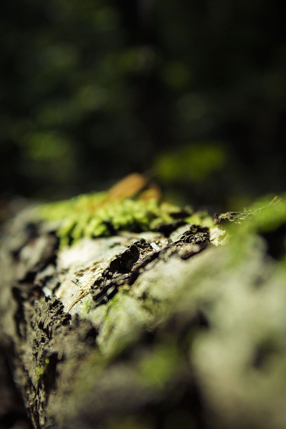 macro, moss, forest, tree, the bark, micro-organisms, forest litter HD wallpaper