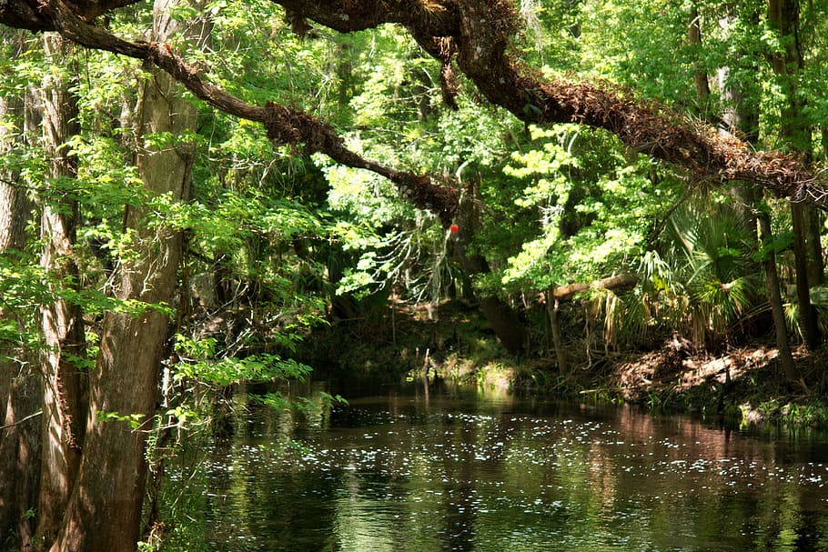 body of water between trees, Florida, Stream, Creek, Nature, brook, HD wallpaper