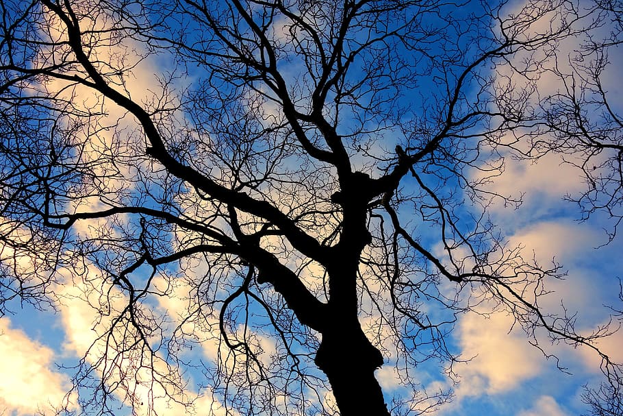 tree, tree top, branches, bare tree, twisted, gnarled, silhouette HD wallpaper