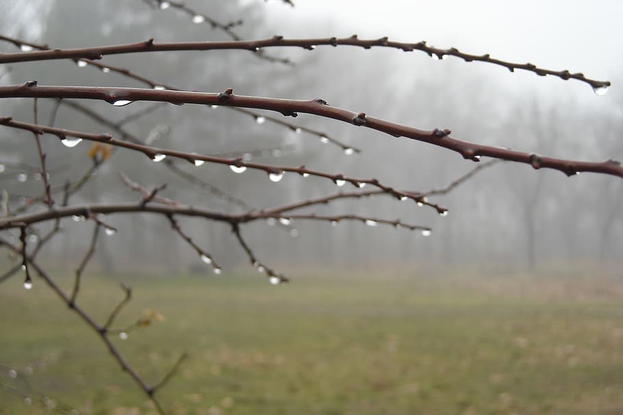 drops, forest, rain, focus on foreground, plant, nature, no people HD wallpaper