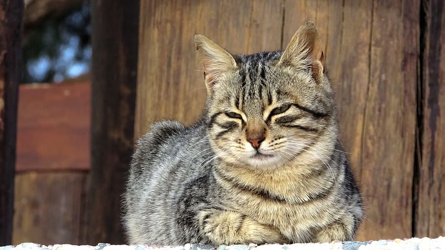 Cat, Stray, Face, Eyes, Portrait, Animal, homeless, young, kitty HD wallpaper