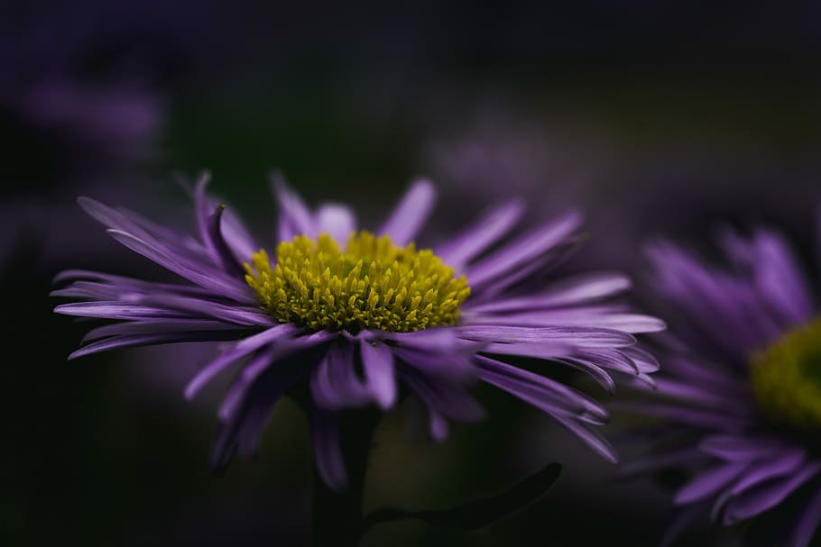 purple Daisy flower phoot, close up photo of purple petaled flowers in bloom HD wallpaper