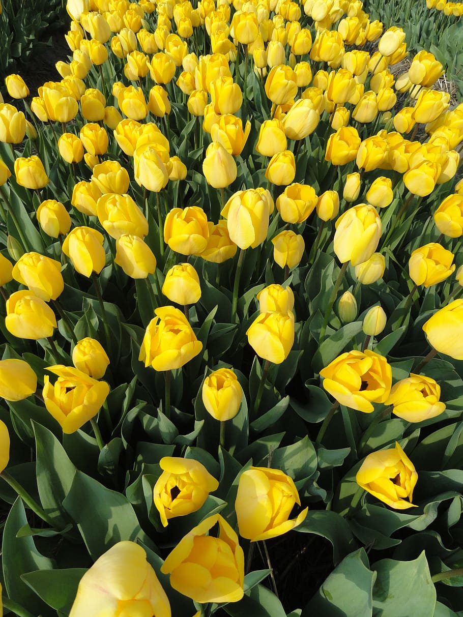 flowers, tulips, field, plants, yellow, blooming, blossoms