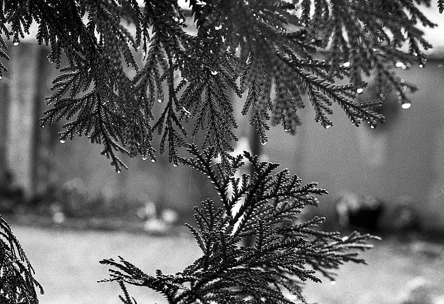 tree, winter, nature, conifer, pine, plant, cold temperature HD wallpaper
