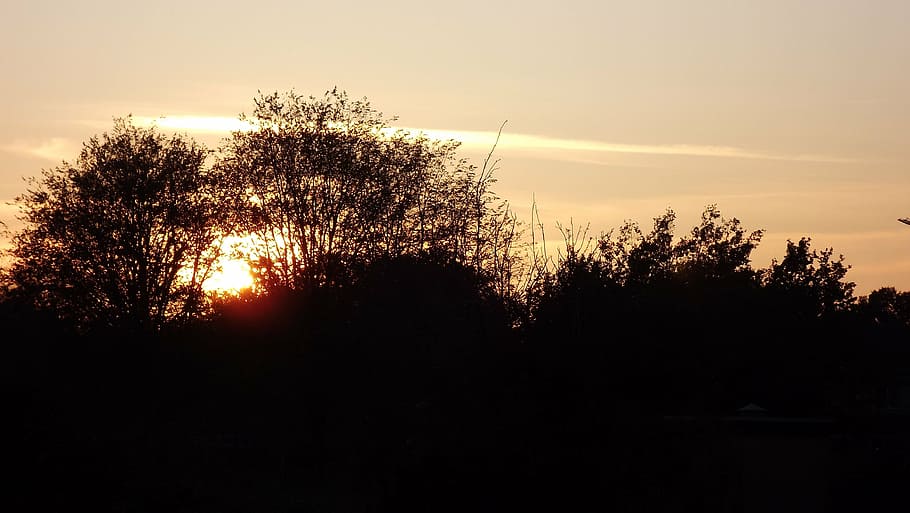 evening sun, sunset, twilight, shadow, plant, tree, sky, silhouette HD wallpaper