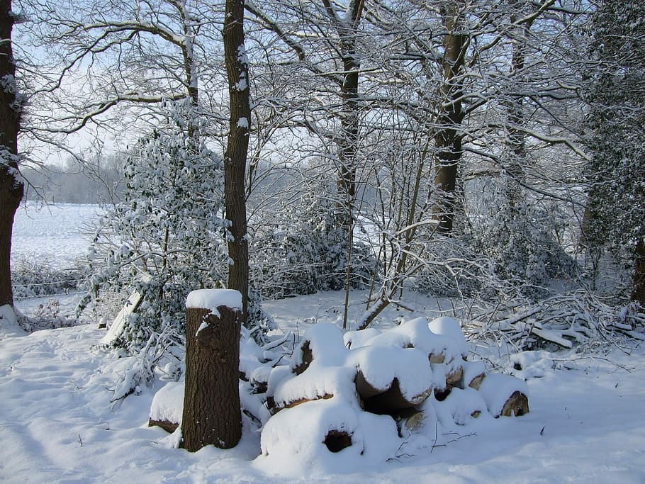 Winter, Snow, Landscape, Trees, vechtdal, dalfsen, cold temperature HD wallpaper