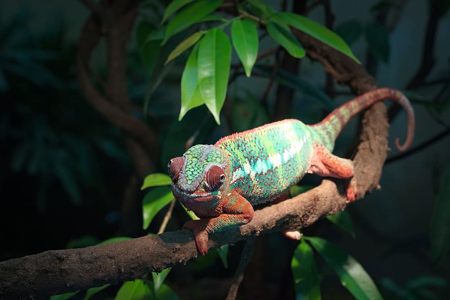 wildlife, nature, rainforest, tree, tropical, chameleon, reptile HD wallpaper