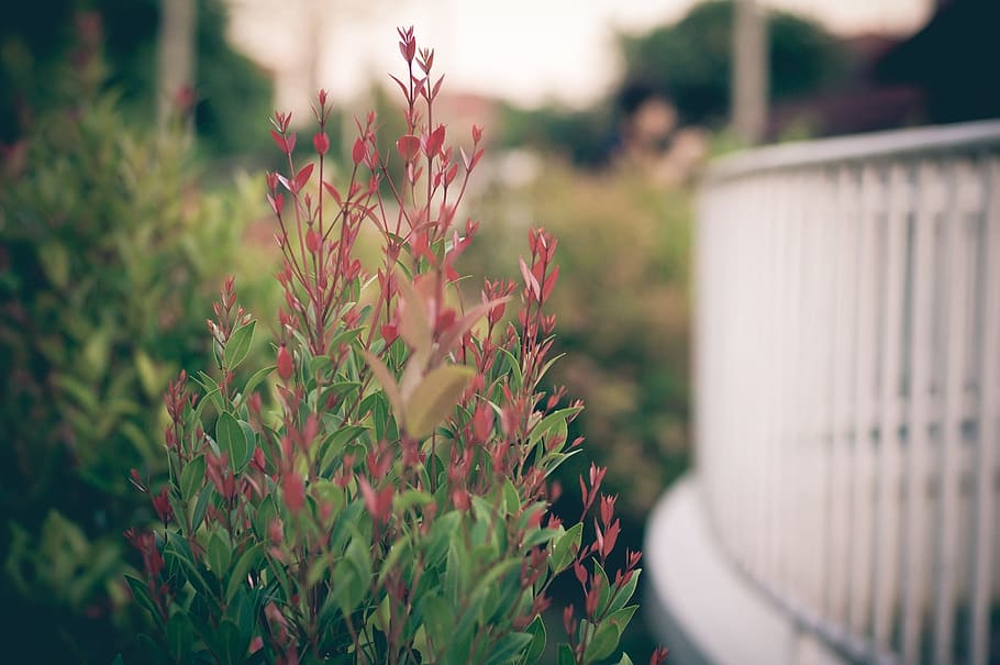 brown and green leaf plant near deck rails in tilt photography at daytime HD wallpaper