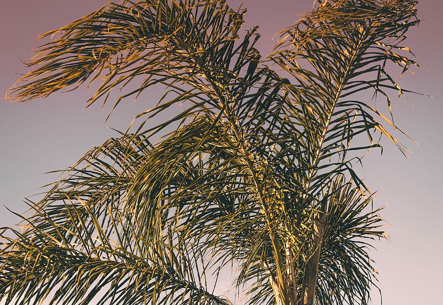 green palm tree at daytime, green leaf tree under gray sky during daytime photography HD wallpaper