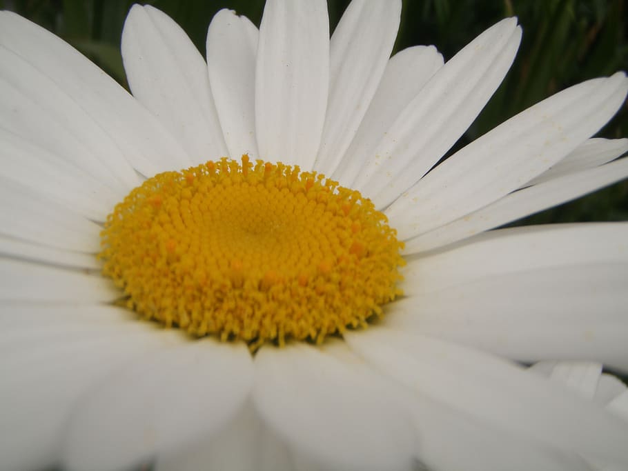 daisy, flower, blossom, flowering plant, inflorescence, flower head HD wallpaper