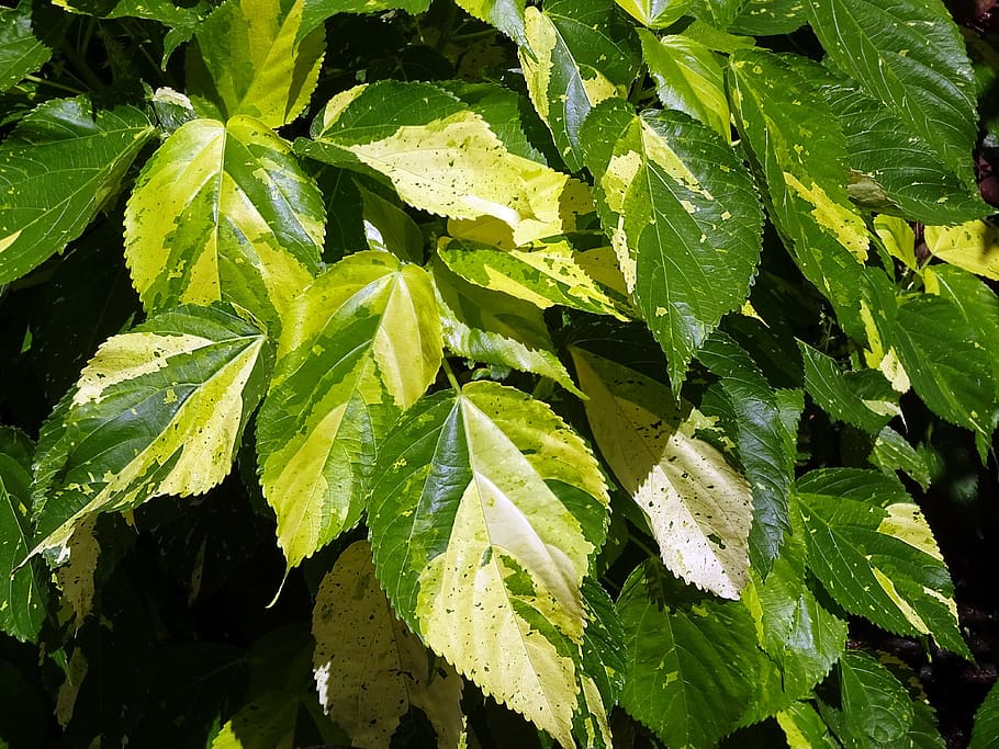 foliage, colorful, green, yellow, cooler, leaves, light, leaf